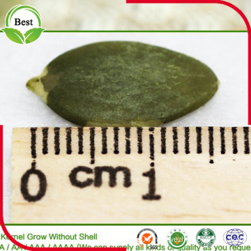 Organic Chinese Shine Skin Pumpkin Seeds Kernel